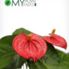 Flamingo Flower/ Anthurium - Image 3