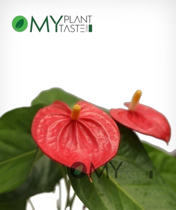 Flamingo Flower/ Anthurium - Image 3