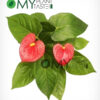 Flamingo Flower/ Anthurium - Image 2