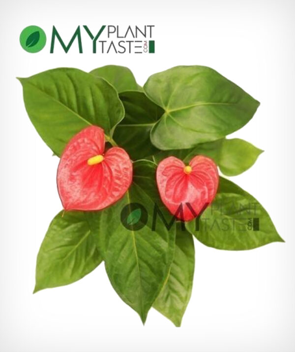 Flamingo Flower/ Anthurium - Image 2