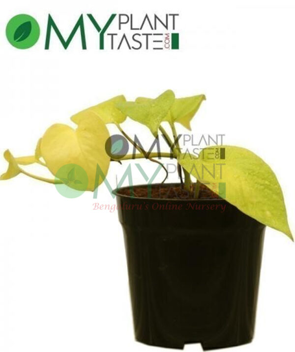Golden Pothos / Money Plant (Gloden)
