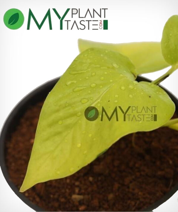 Golden Pothos / Money Plant (Gloden) - Image 3