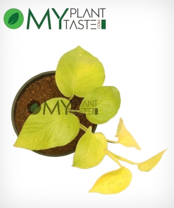 Golden Pothos / Money Plant (Gloden) - Image 2