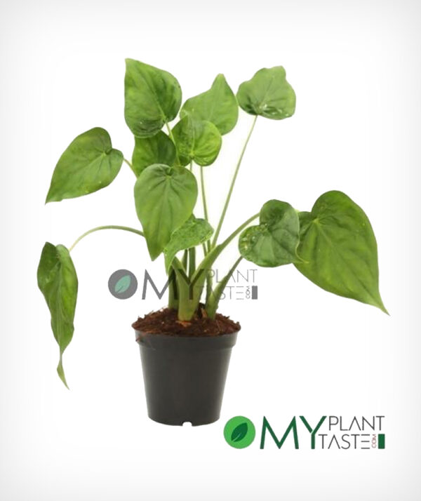 Heart Leaf Philodendron