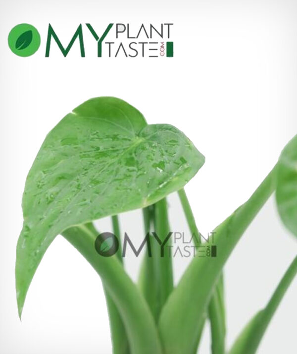 Heart Leaf Philodendron - Image 3