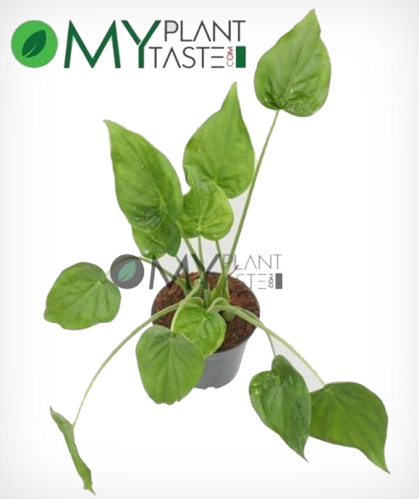 Heart Leaf Philodendron - Image 2