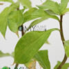 Insulin Plant/ Costus Igneus - Image 3
