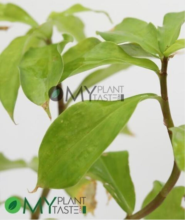 Insulin Plant/ Costus Igneus - Image 3