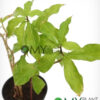 Insulin Plant/ Costus Igneus - Image 2
