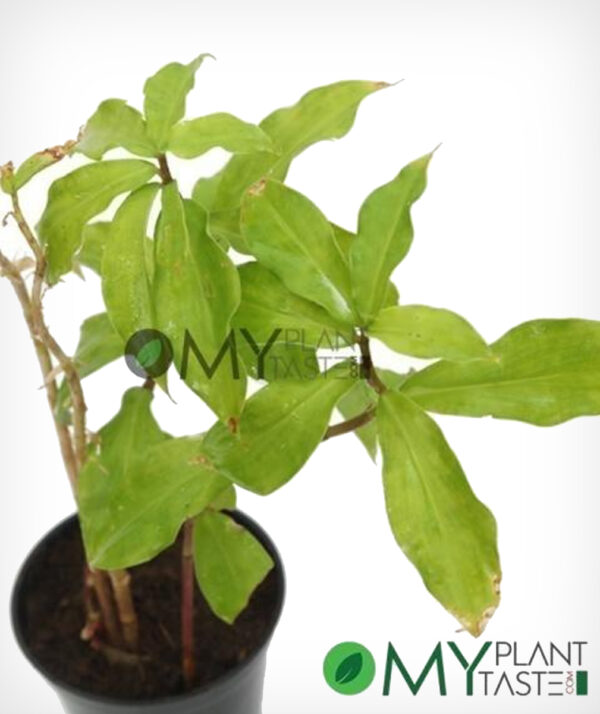 Insulin Plant/ Costus Igneus - Image 2