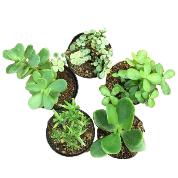 Jade Family Pack Of 5