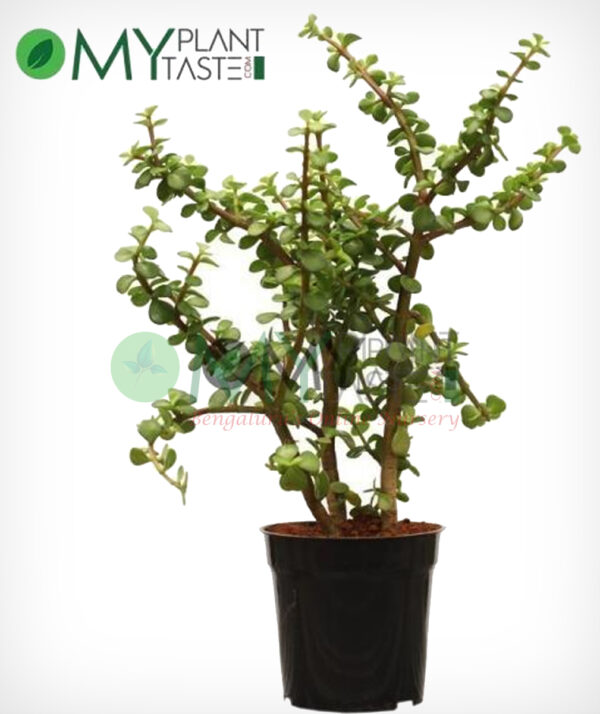 Jade Plant / Elephant Bush Plant