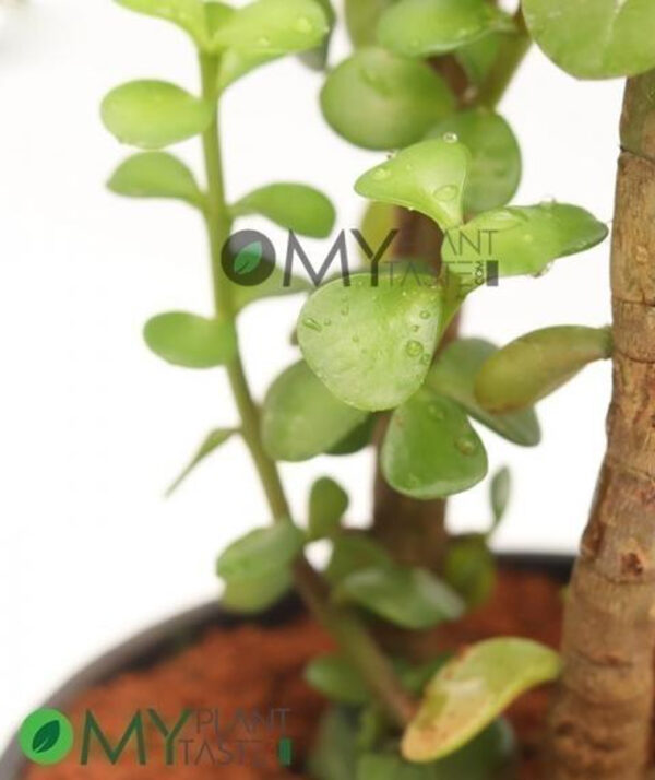 Jade Plant / Elephant Bush Plant - Image 3