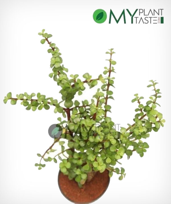 Jade Plant / Elephant Bush Plant - Image 2