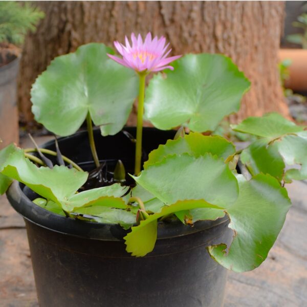Lotus - Water Lilly in pot - Aquatic plant