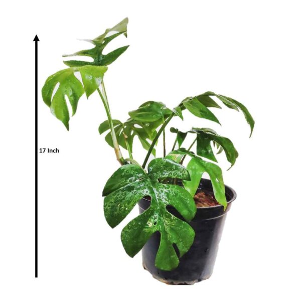 Mini Monstera - Rhaphidophora Tetrasperma