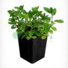 Mint Plant - Image 2