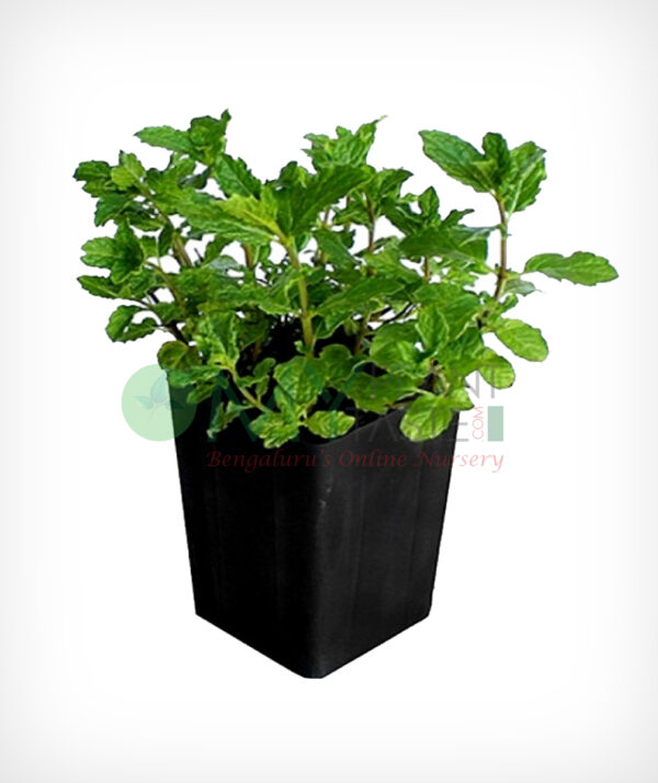 Mint Plant - Image 2