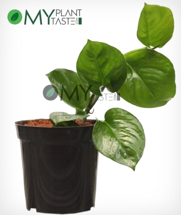 Money Plant (Green)