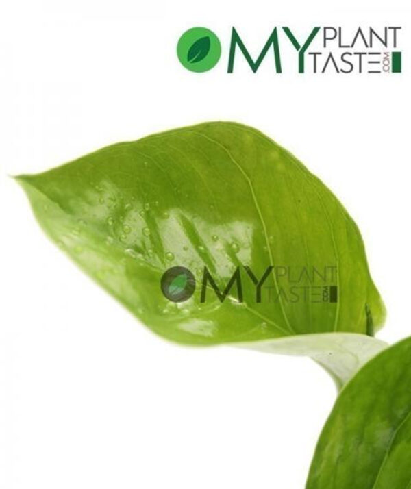 Money Plant (Green) - Image 2