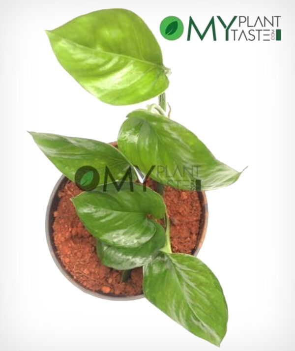 Money Plant (Green) - Image 3