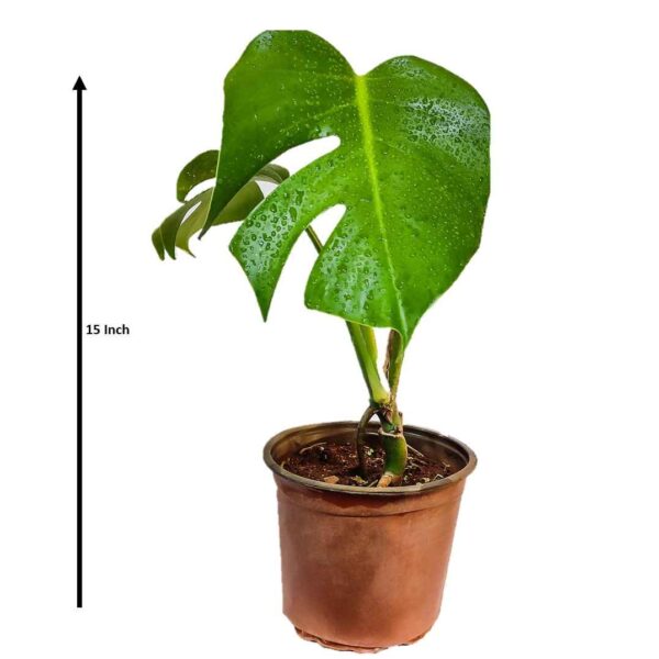 Monstera Deliciosa