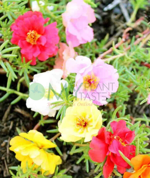 Moss rose / Portulaca