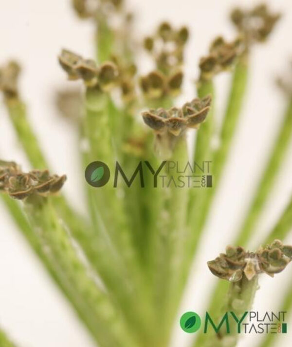 Mother Of Thousands / Chandelier Plant - Image 3