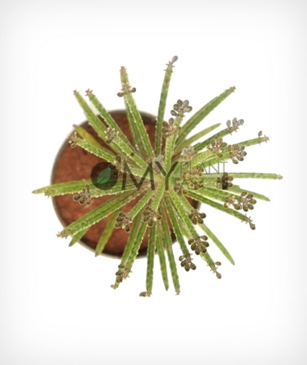 Mother Of Thousands / Chandelier Plant - Image 2
