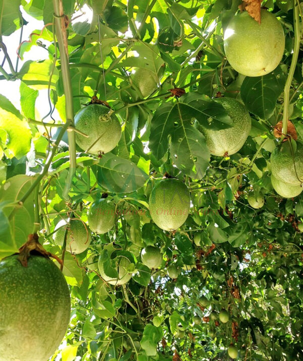 Passion fruit plant - Bangalore Delivery only