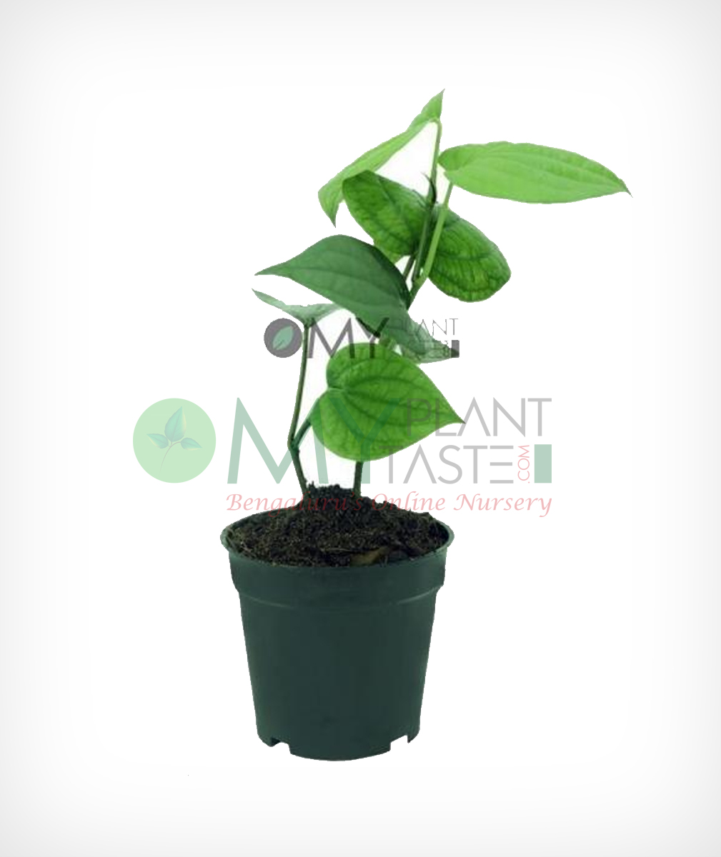 Pepper Plant/ | MyPlantMyTaste