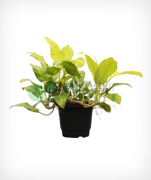 Philodendron Ceylon (Gold)