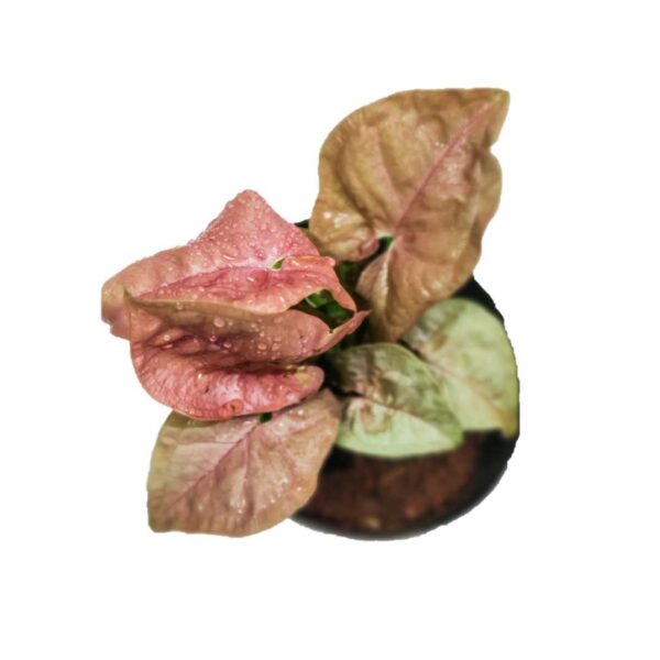 Syngonium Pink / Neon Robusta - Image 2
