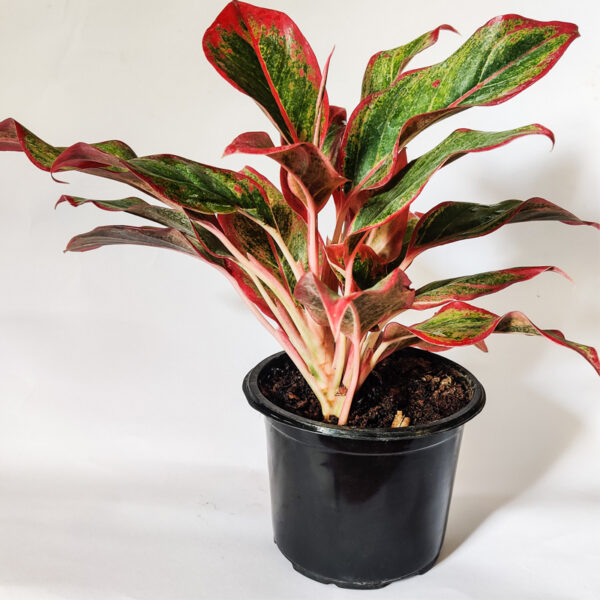 Red Aglaonema