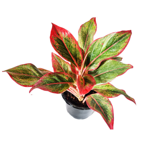 Red Aglaonema - Image 2