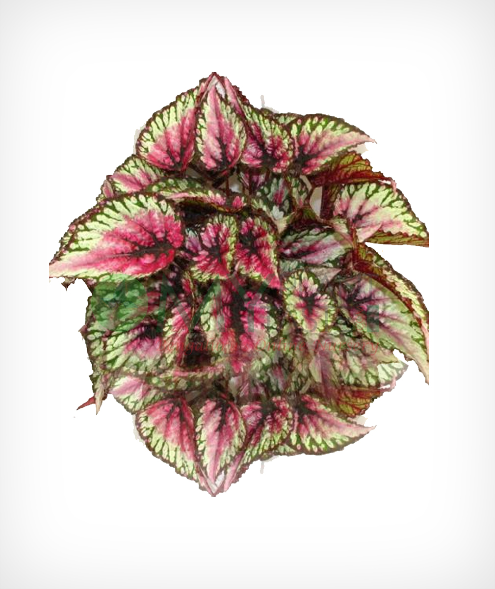 Rex Begonia Myplantmytaste