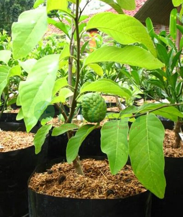 Sitaphal / Annona squamosa - Bangalore Delivery only