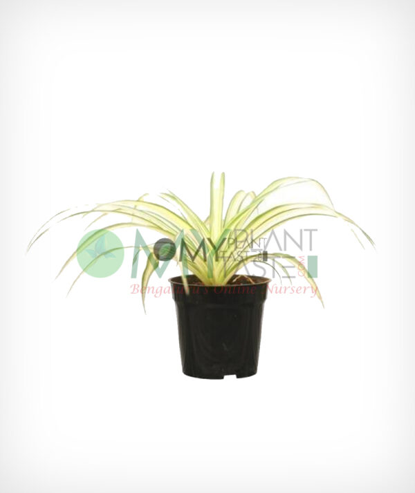 Spider Plant / Chlorophytum
