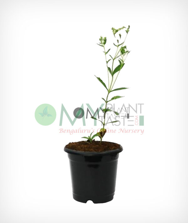 Stevia Rebaudiana
