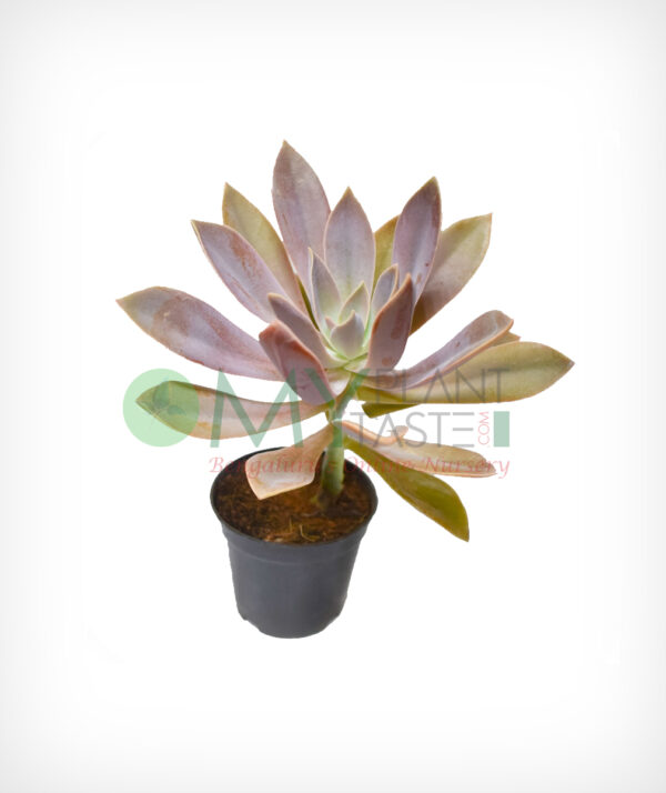 Graptoveria Fred Ives