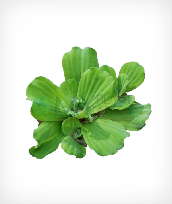 Water Lettuce / Pistia