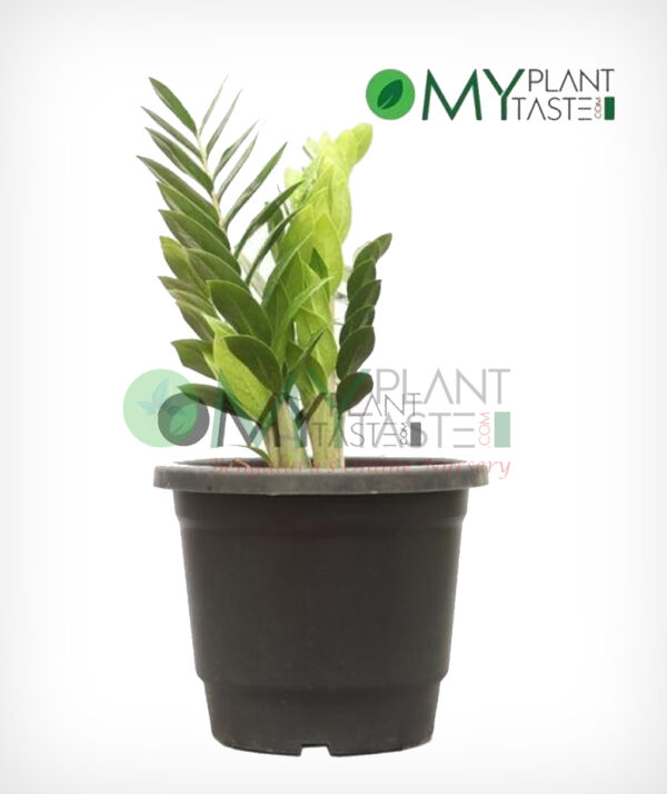 ZZ Plant/ Zamioculcas - Air Puirifier, Indoor Plant, 5"Pot