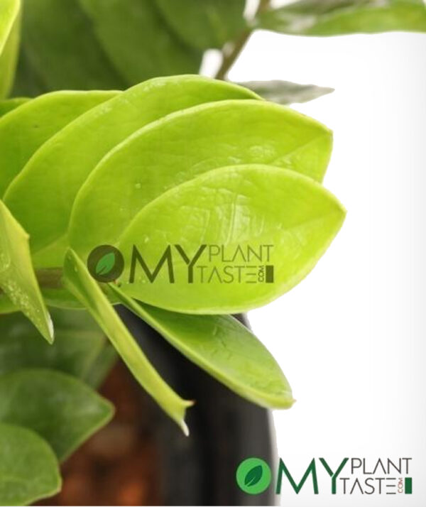 ZZ Plant/ Zamioculcas - Air Puirifier, Indoor Plant, 5"Pot - Image 3