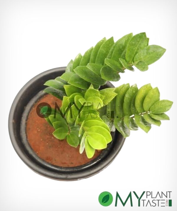 ZZ Plant/ Zamioculcas - Air Puirifier, Indoor Plant, 5"Pot - Image 2