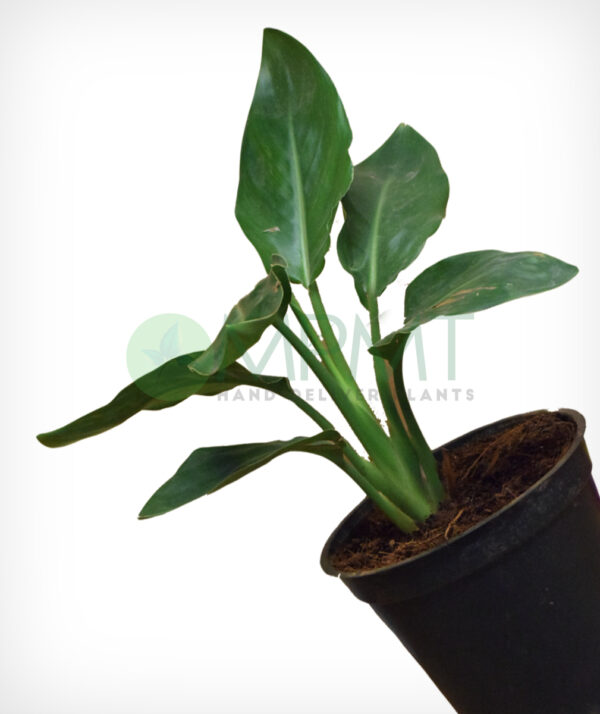 Bird of Paradise - Image 3