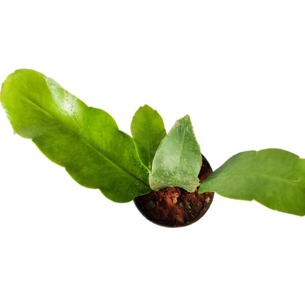 Pack of 4 Brahma Kamal combo offer - Image 4