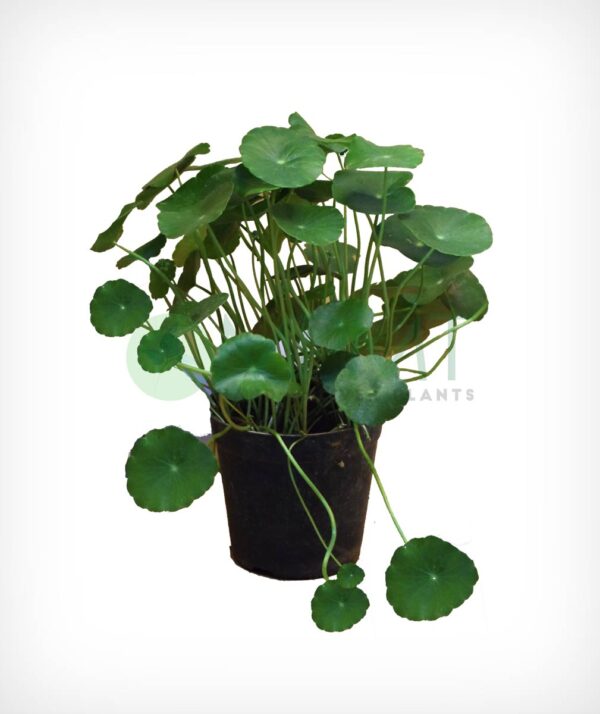 Brahmi - Centella Asiatica