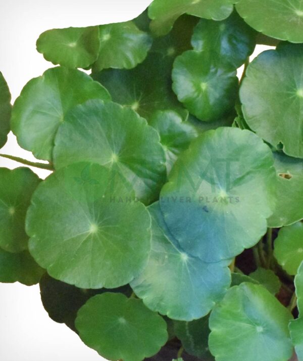 Brahmi - Centella Asiatica - Image 3