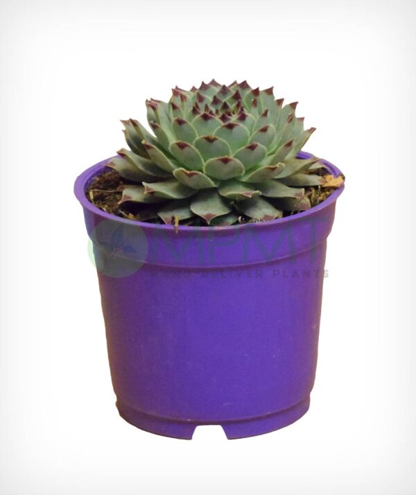 Common Houseleek - Sempervivum Tectorum