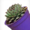 Common Houseleek - Sempervivum Tectorum - Image 2